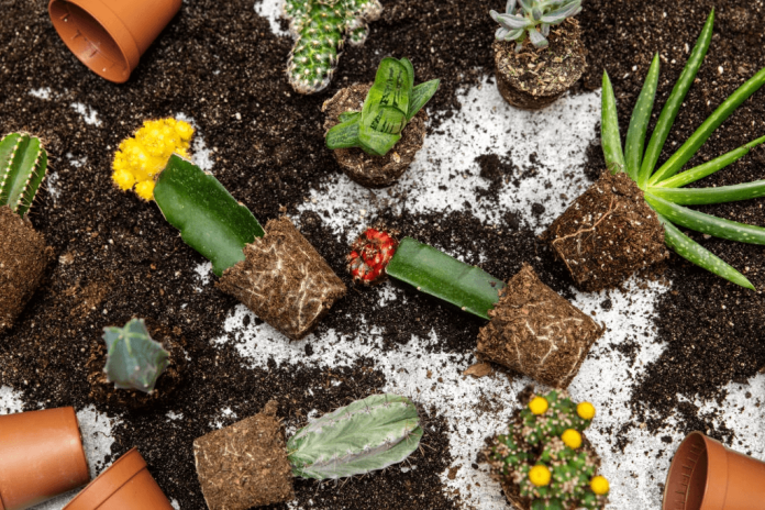 Repotting Succulents When And How To Repot Succulents repotting-succulents-when-and-how-to-repot-succulents