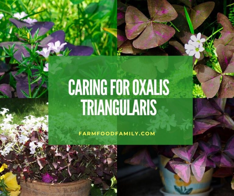 How To Grow and Care for Oxalis Triangularis Plants