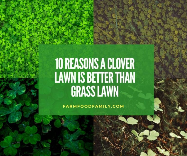 10 Reasons a Clover Lawn Is Better Than Grass Lawn