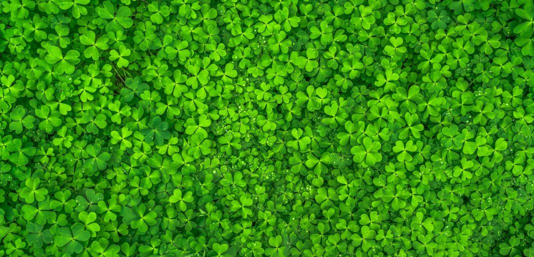 10 Reasons a Clover Lawn Is Better Than Grass Lawn