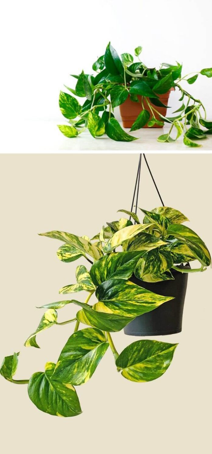 20 Beautiful House Plants That Can Actually Purify Your Home