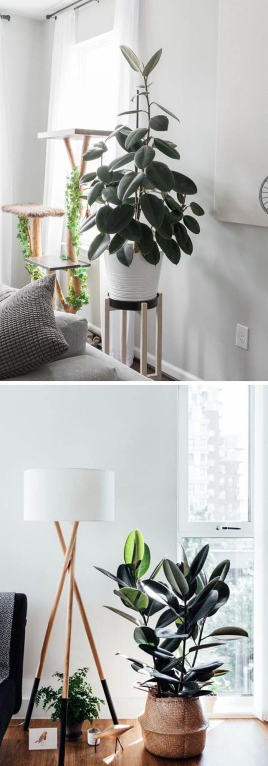 20+ Best Living Room Plants To Dress Up Your Space Living Room Indoor