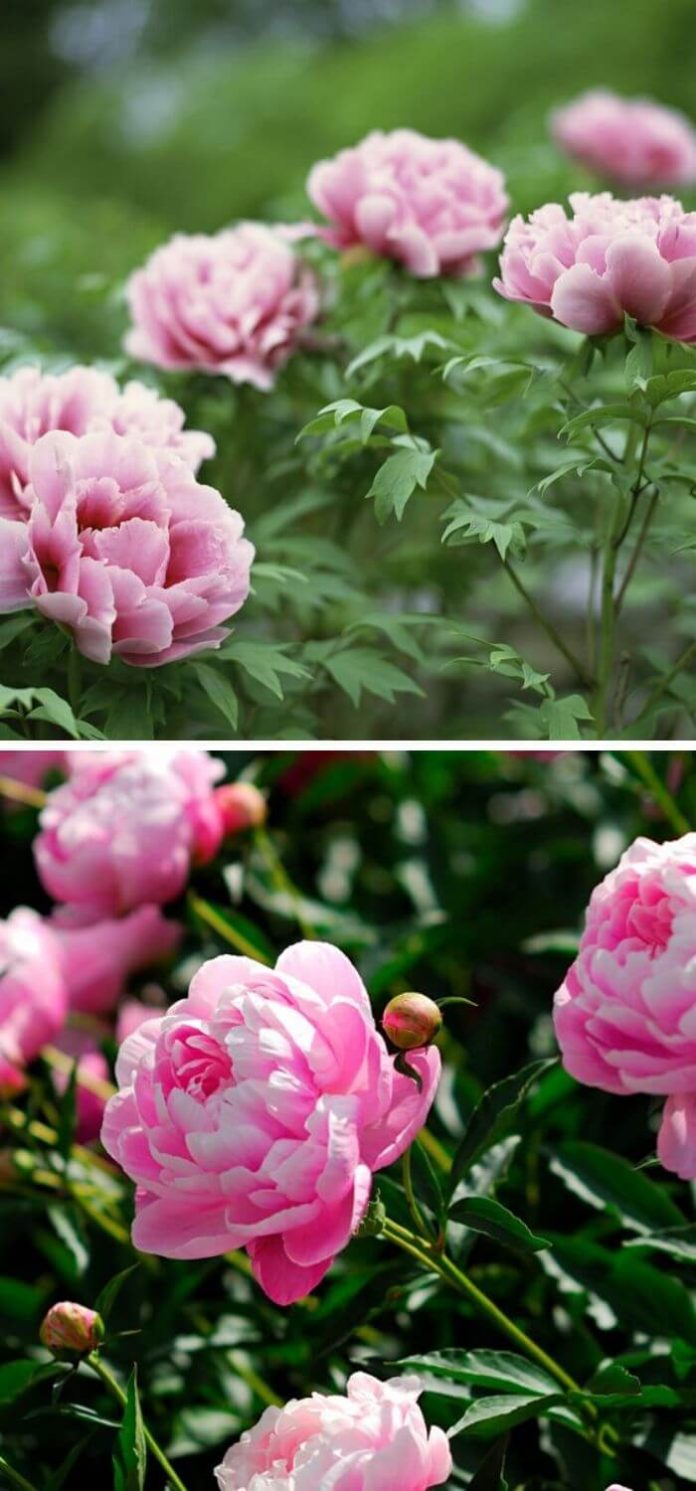 20+ Beautiful LowMaintenance Flowers for Your Garden In 2024