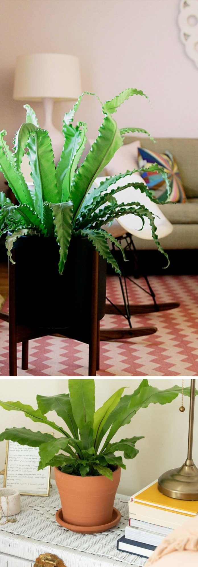 20+ Best Living Room Plants To Dress Up Your Space Living Room Indoor
