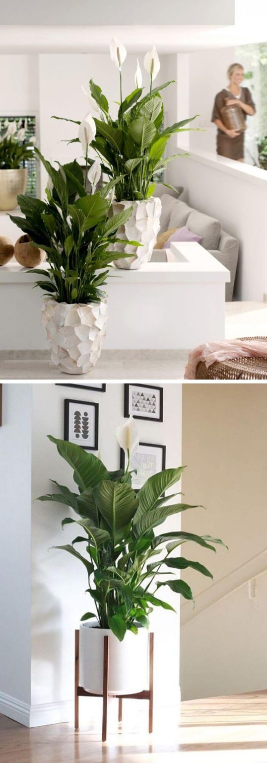 20+ Best Living Room Plants To Dress Up Your Space Living Room Indoor