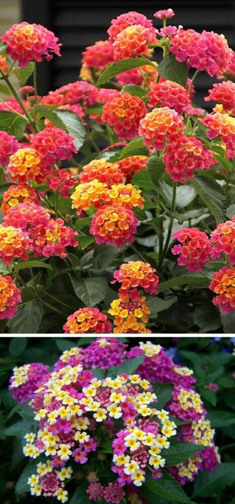 20+ Beautiful Low-Maintenance Flowers for Your Garden In 2024