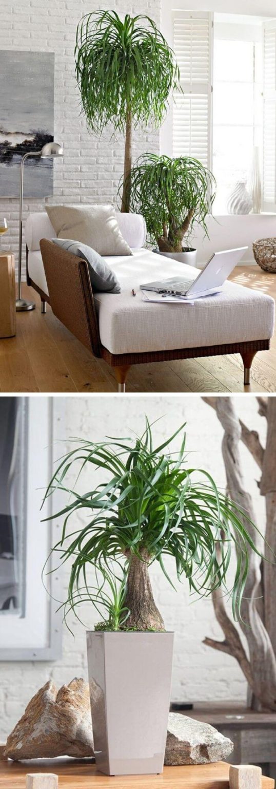 20+ Best Living Room Plants To Dress Up Your Space Living Room Indoor