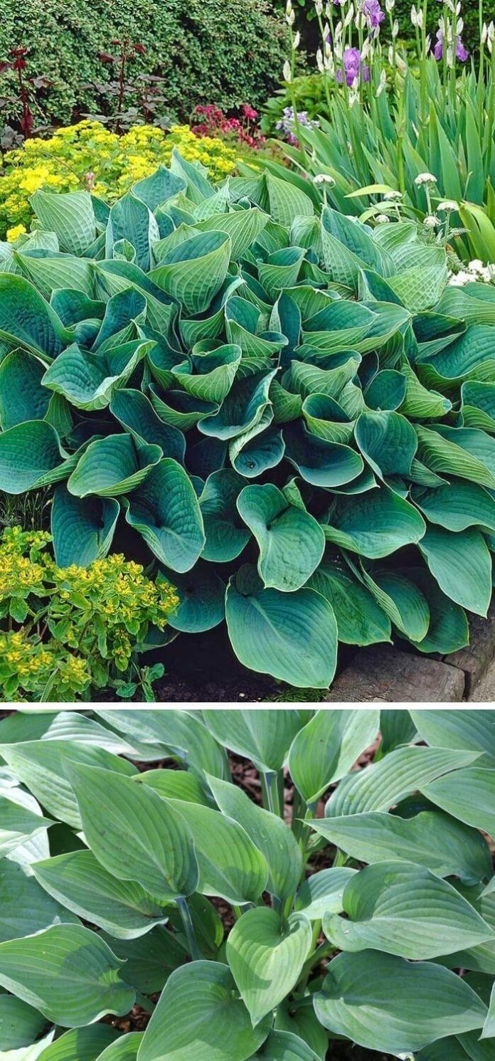 20+ Beautiful LowMaintenance Flowers for Your Garden In 2024