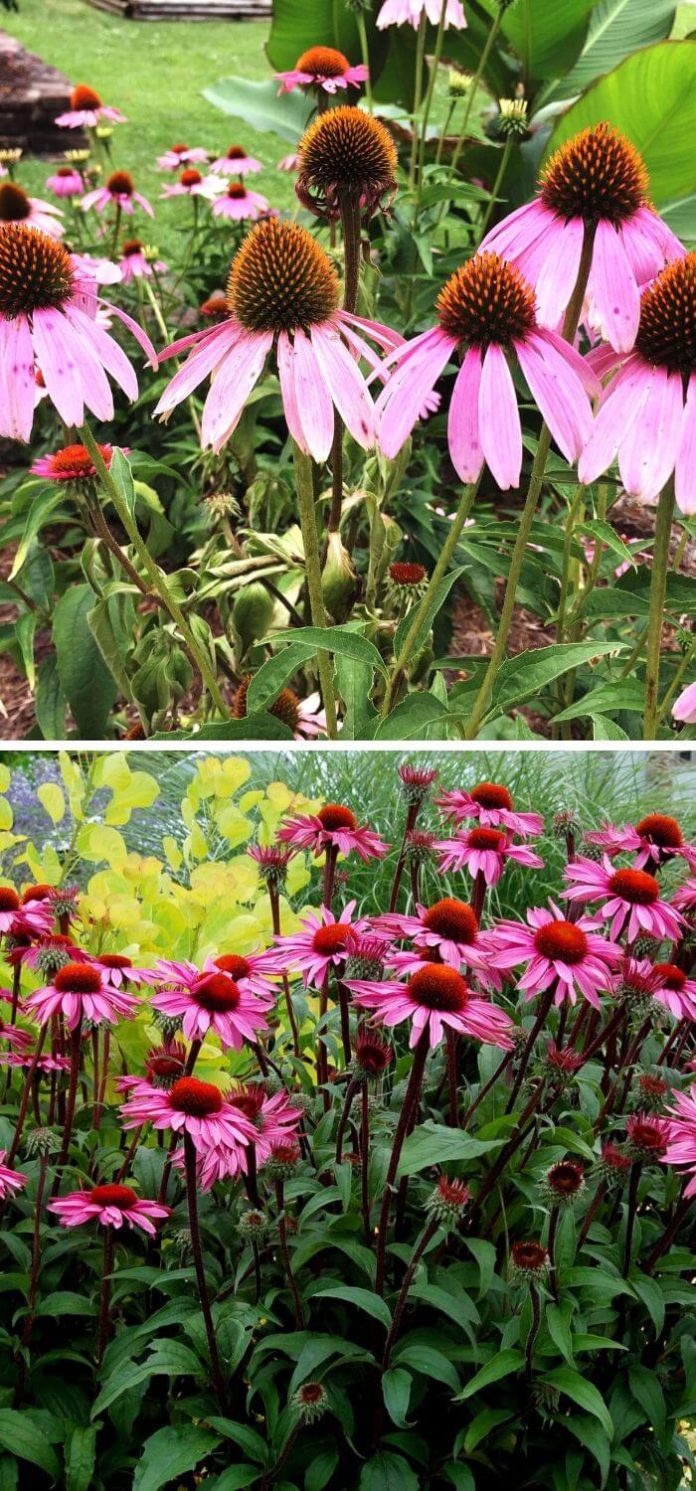 20+ Beautiful LowMaintenance Flowers for Your Garden In 2024