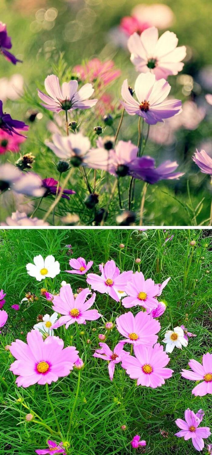 20+ Beautiful LowMaintenance Flowers for Your Garden In 2024