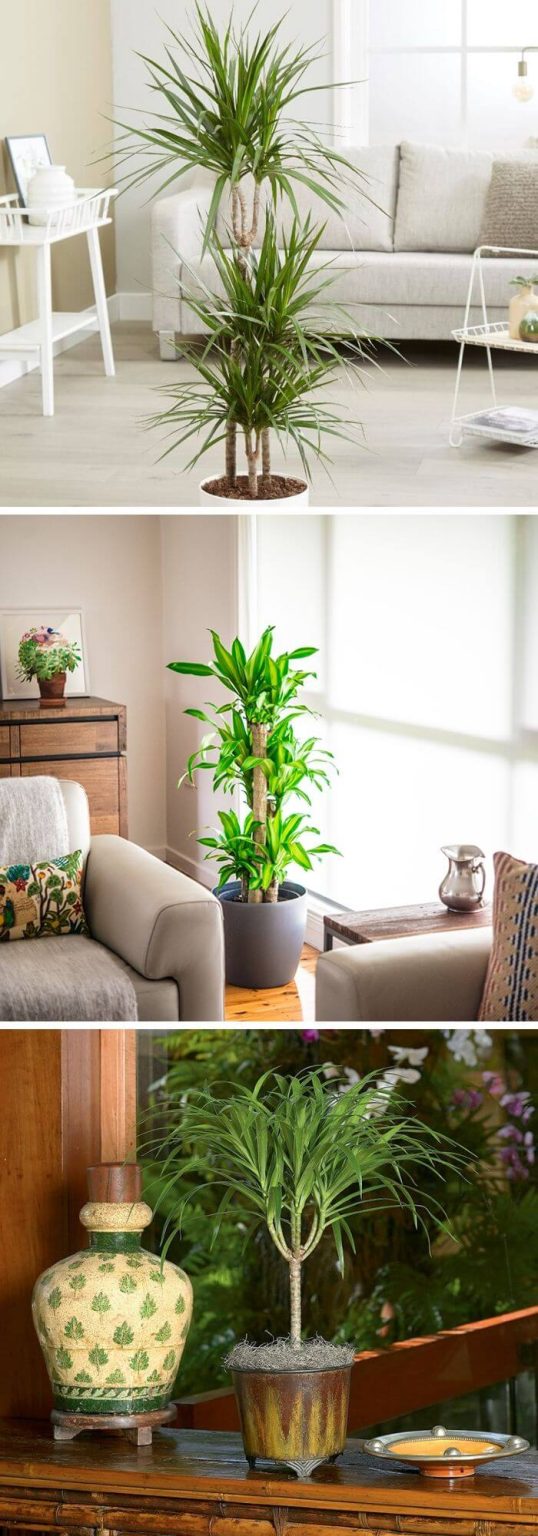 20+ Best Living Room Plants To Dress Up Your Space Living Room Indoor