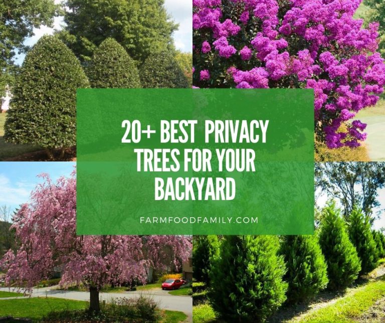 20+ Best Plants To Grow For Backyard Privacy FarmFoodFamily