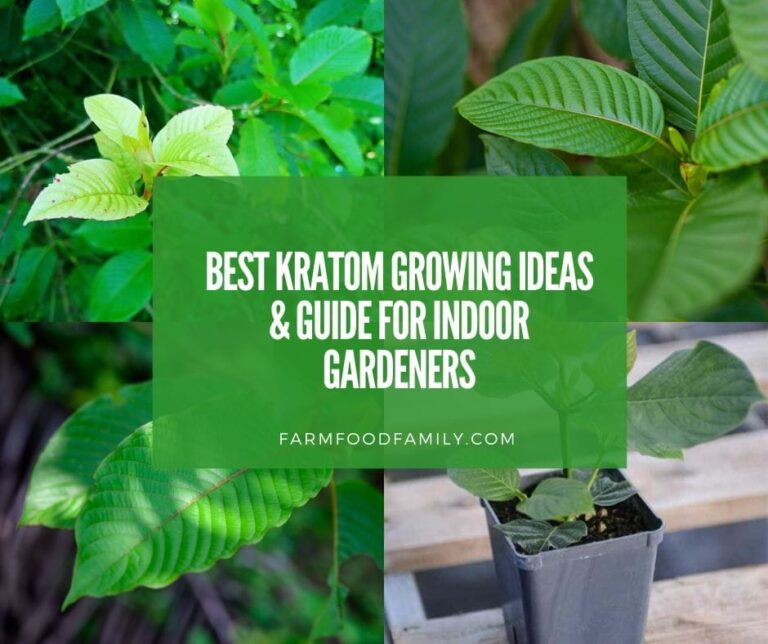 Best Kratom Growing Ideas & Guide for Indoor Gardeners