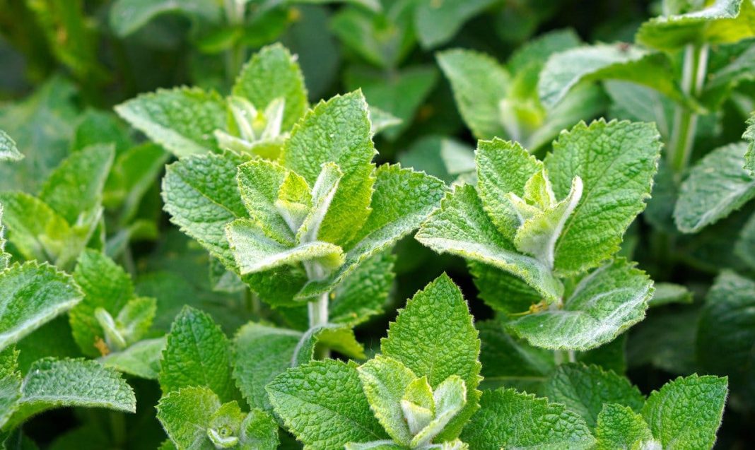 24 Best Plants That Repel Mice and Rats Top Picks for 2024