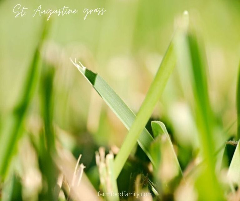 9 Types Of St. Augustine Grass Growing and Care Guide (With Pictures)