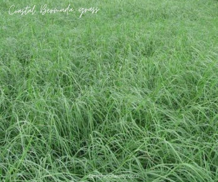 21 Types Of Bermuda Grass For Lawn, Hay Is Bermuda a Good Grass?
