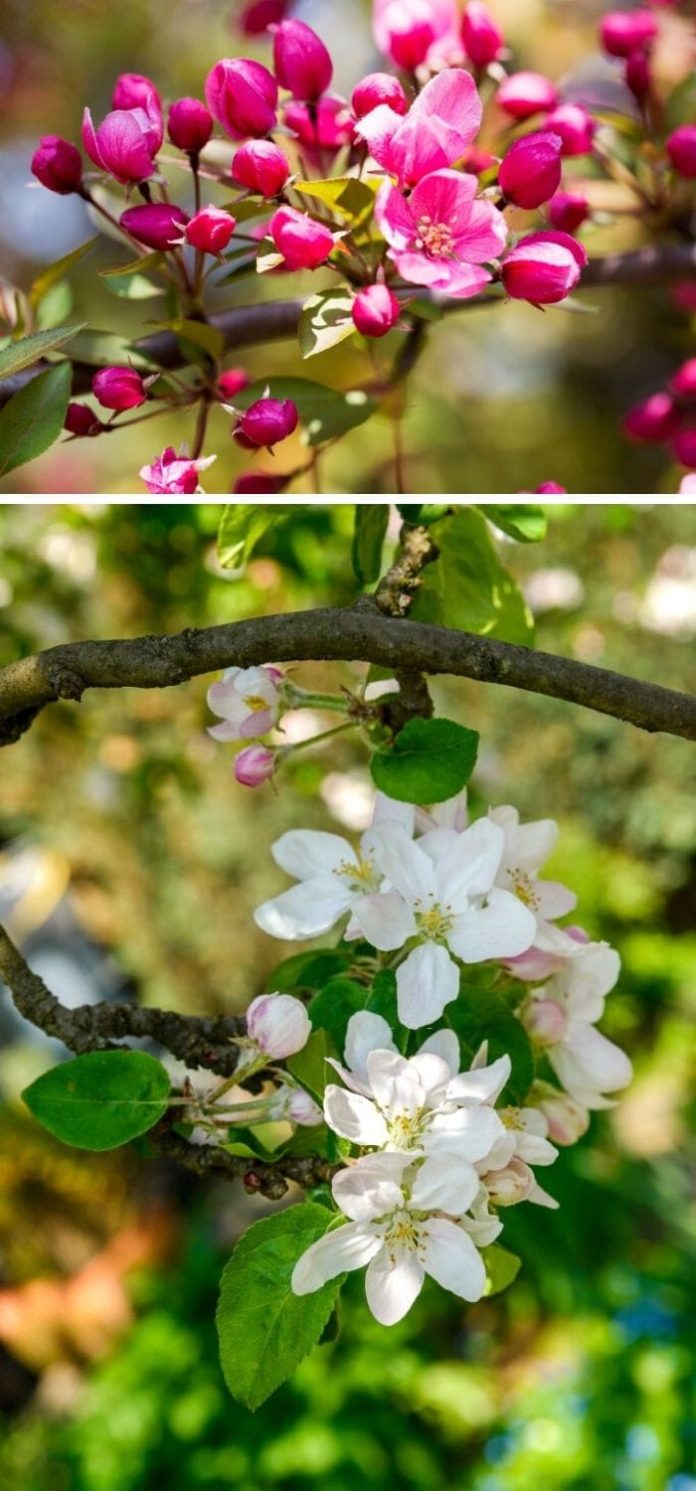 Crabapples A Detailed Guide (Identification, Types, Fruits, Care)