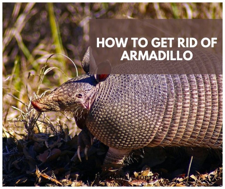 How To Get Rid Of Armadillo 4 Natural Ways Keep Armadillos Out Of