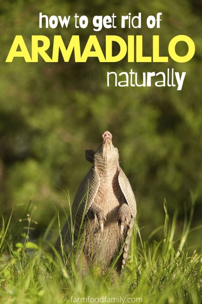 How To Get Rid Of Armadillo 4 Natural Ways Keep Armadillos Out Of