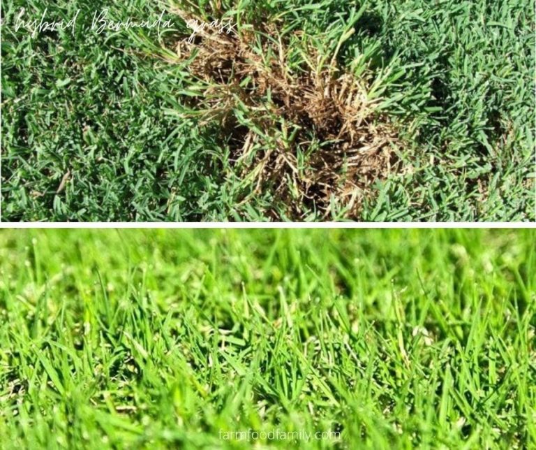 21 Types Of Bermuda Grass For Lawn, Hay Is Bermuda a Good Grass?
