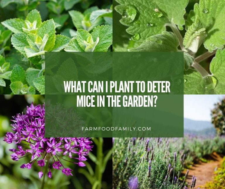 24 Best Plants That Repel Mice and Rats Top Picks for 2024