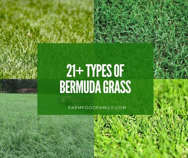 21 Types Of Bermuda Grass For Lawn, Hay Is Bermuda a Good Grass?