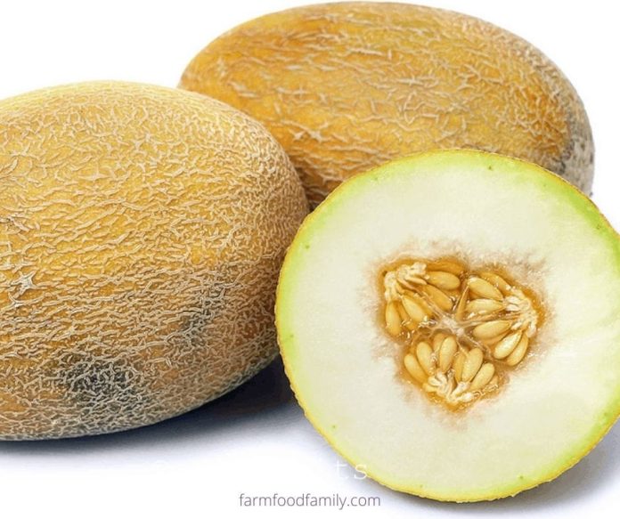 40+ Different Types of Melons With Pictures and Fun Facts