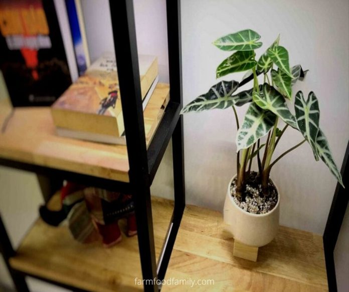 Alocasia Polly Wiki, Growing, Care Guide For African Mask Plant