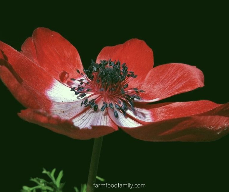 🌸 Anemone Flower Meaning, Symbolism What Does Anemone Signify?