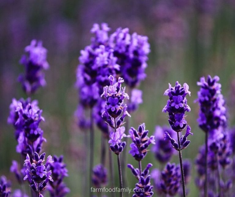 46+ Different Types Of Purple Flowers With Names and Pictures
