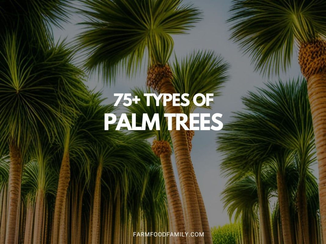 75+ Different Types Of Palm Trees With Pictures (Indoor, Outdoor)