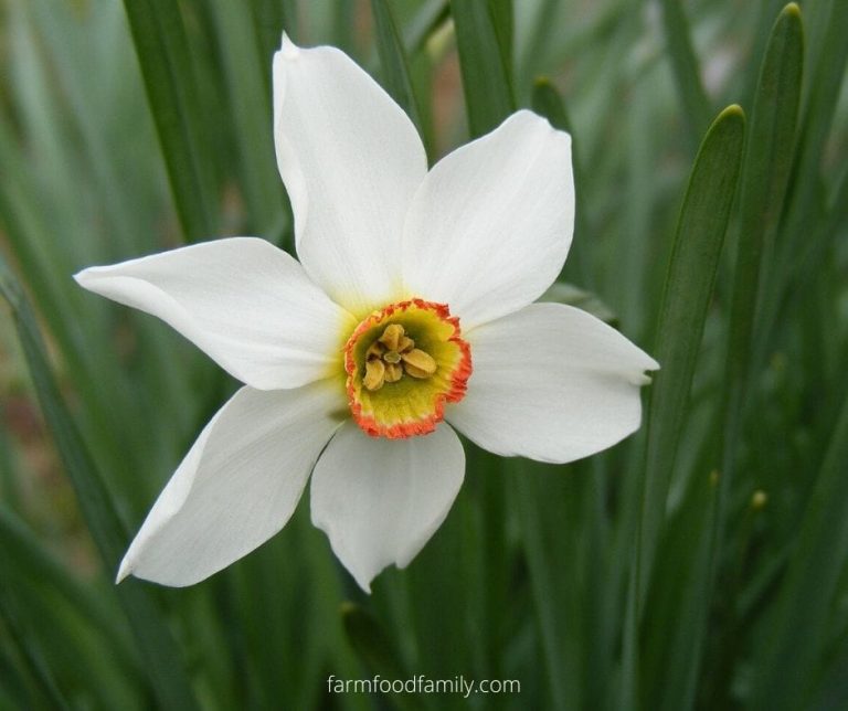 🌺 Amaryllis Flower Facts, Meaning & Symbolism A Symbol Of Love