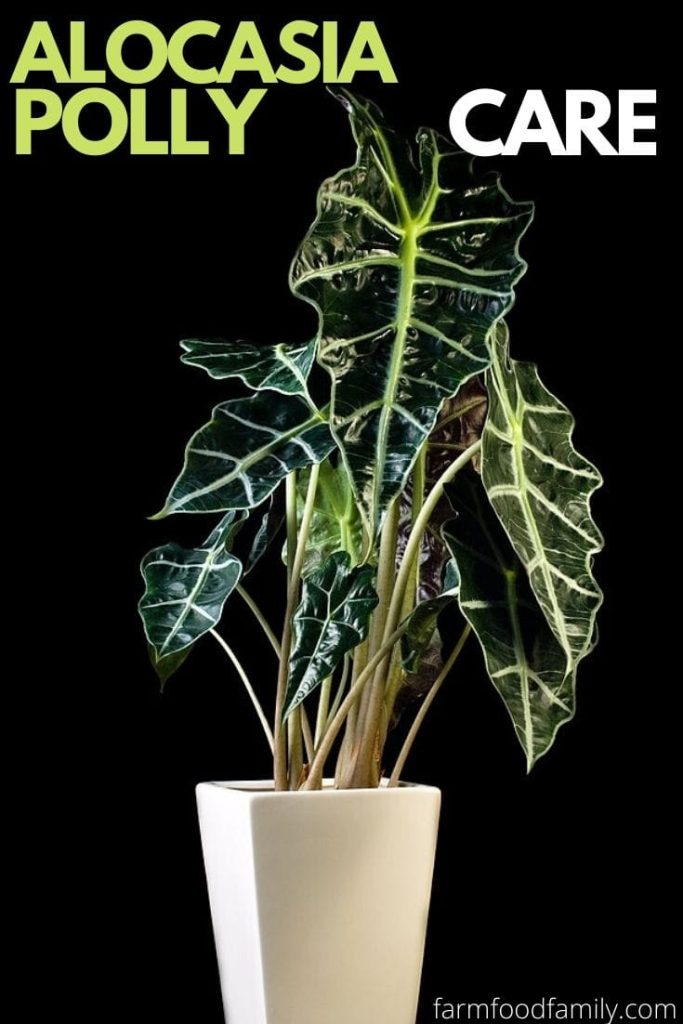 Alocasia Polly Wiki, Growing, Care Guide For African Mask Plant