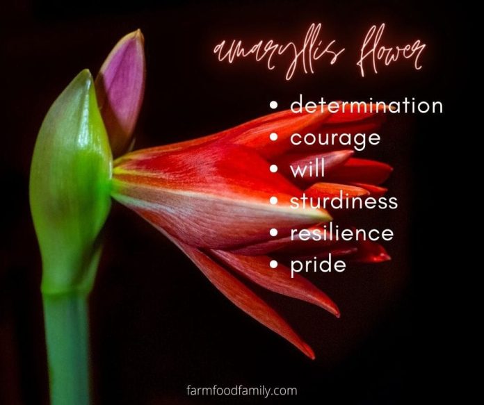 🌺 Amaryllis Flower Facts, Meaning & Symbolism A Symbol Of Love