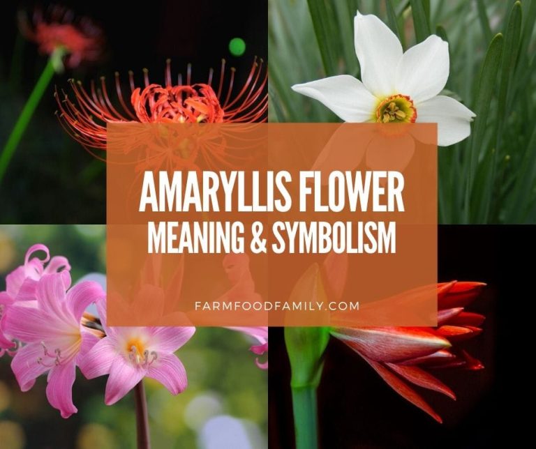 Amaryllis Flower Meaning and Symbolism