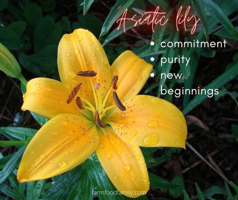 🌺 Lily Flower Meaning, Symbolism A Symbol Of Femininity, Motherhood