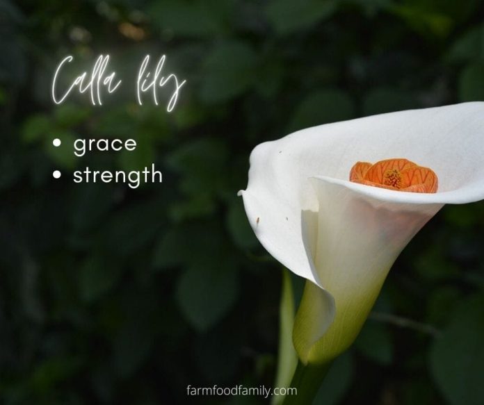 🌺 Lily Flower Meaning, Symbolism A Symbol Of Femininity, Motherhood