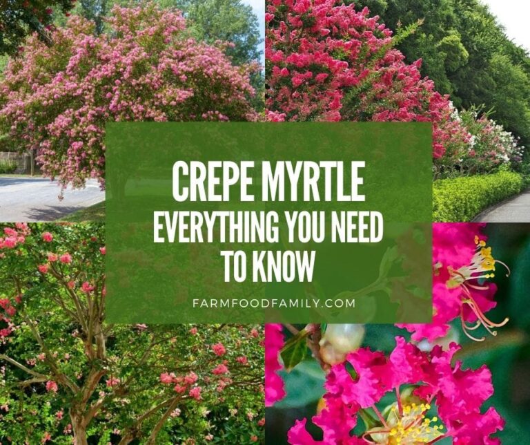 Crepe Myrtle (Lagerstroemia, Crapemyrtle): Everything You Need To Know