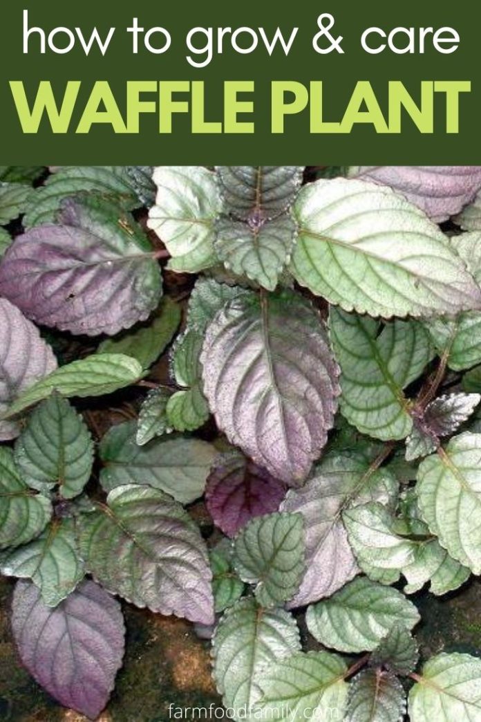 Purple Waffle Plant How To Grow and Care for Hemigraphis Alternata