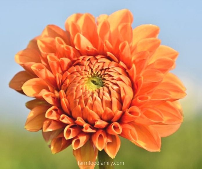 Dahlia Flower Meaning, Symbolism The Queen of the Autumn Garden