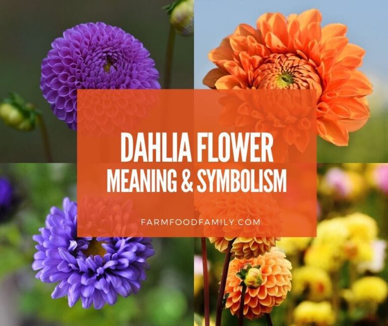 Dahlia Flower Meaning and Symbolism