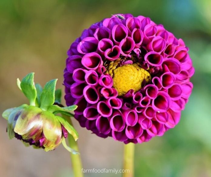 Dahlia Flower Meaning, Symbolism The Queen of the Autumn Garden