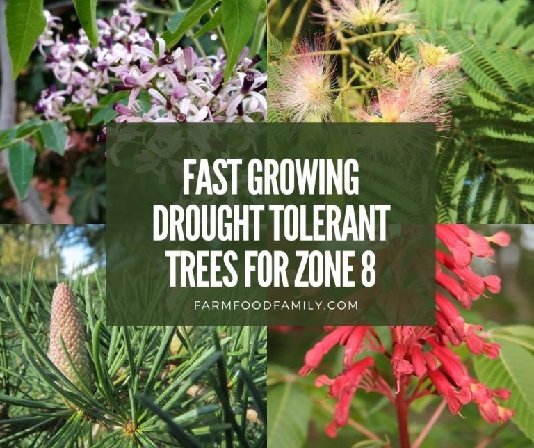 4 Best Fast Growing Drought Tolerant Trees for Zone 8