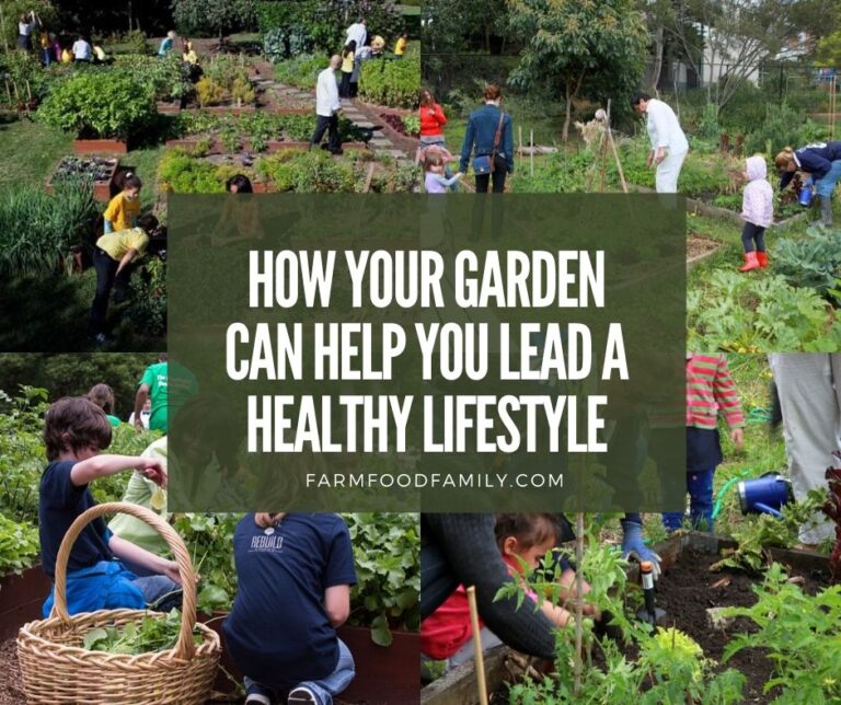 How Your Garden Can Help You Lead a Healthy Lifestyle