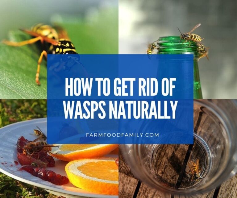 How to Get Rid of Wasps