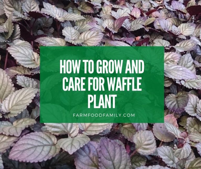 Purple Waffle Plant How To Grow and Care for Hemigraphis Alternata