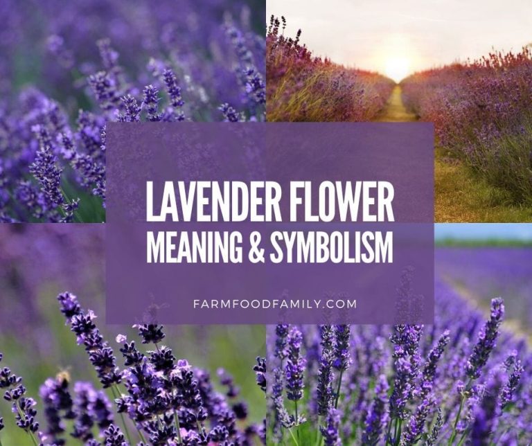Lavender Flower Colors, Meaning, and Symbolism Beautiful Versatile Herb