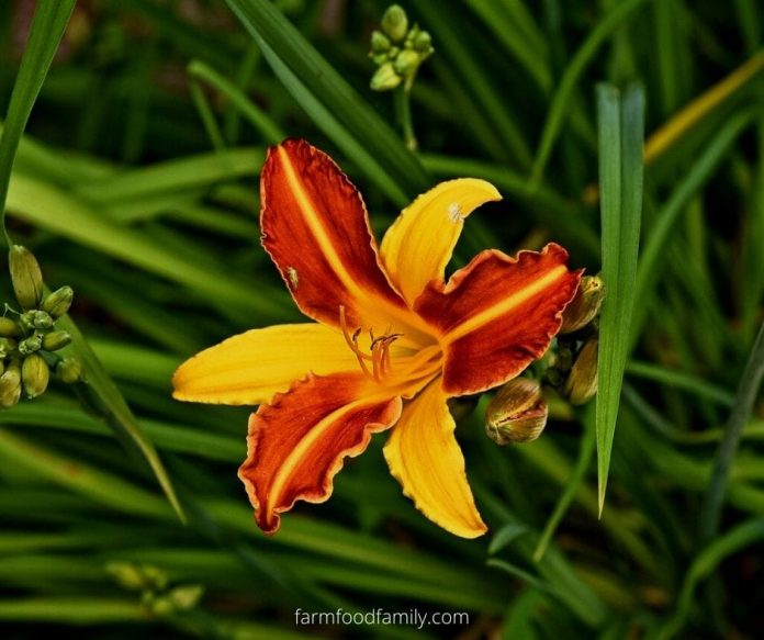 🌺 Lily Flower Meaning, Symbolism A Symbol Of Femininity, Motherhood