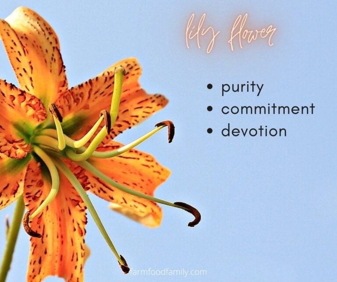 🌺 Lily Flower Meaning, Symbolism A Symbol Of Femininity, Motherhood