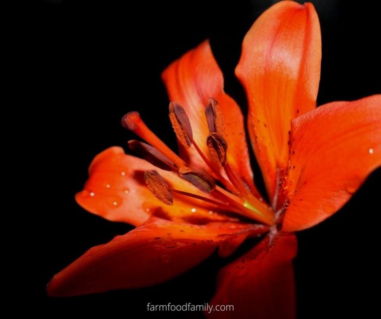 🌺 Lily Flower Meaning, Symbolism A Symbol Of Femininity, Motherhood